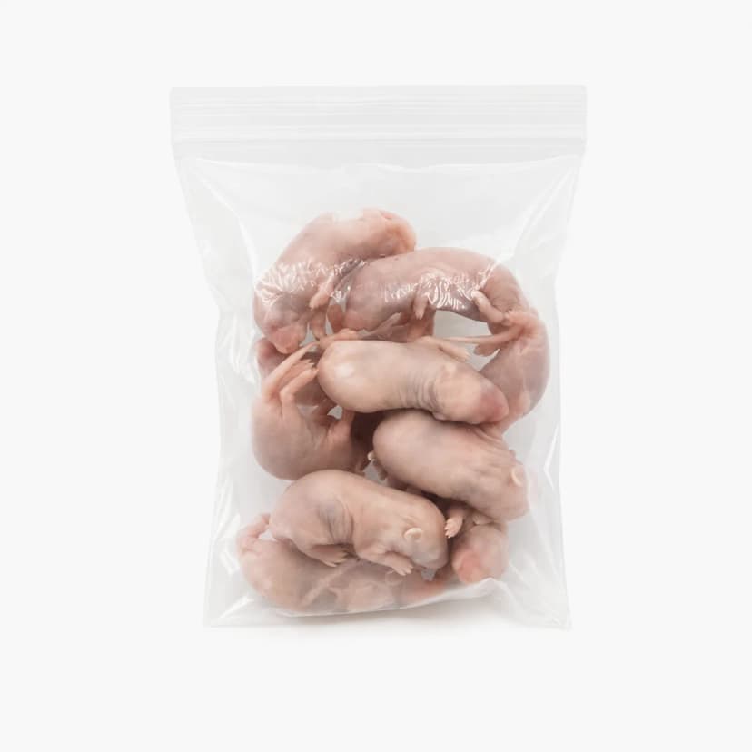 냉동마우스 핑키 (0~2g) 헬로우마우스 냉동쥐 파충류먹이