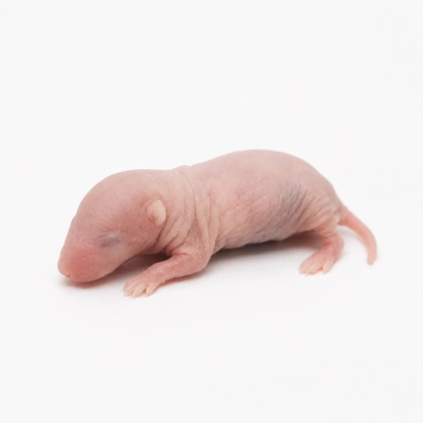 렛트 핑키(0~15g) 헬로우마우스 냉동쥐 파충류먹이